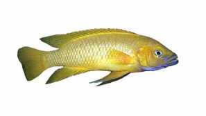 Lamprol opelsinic съдържание, съвместимост, развъждане, снимка.